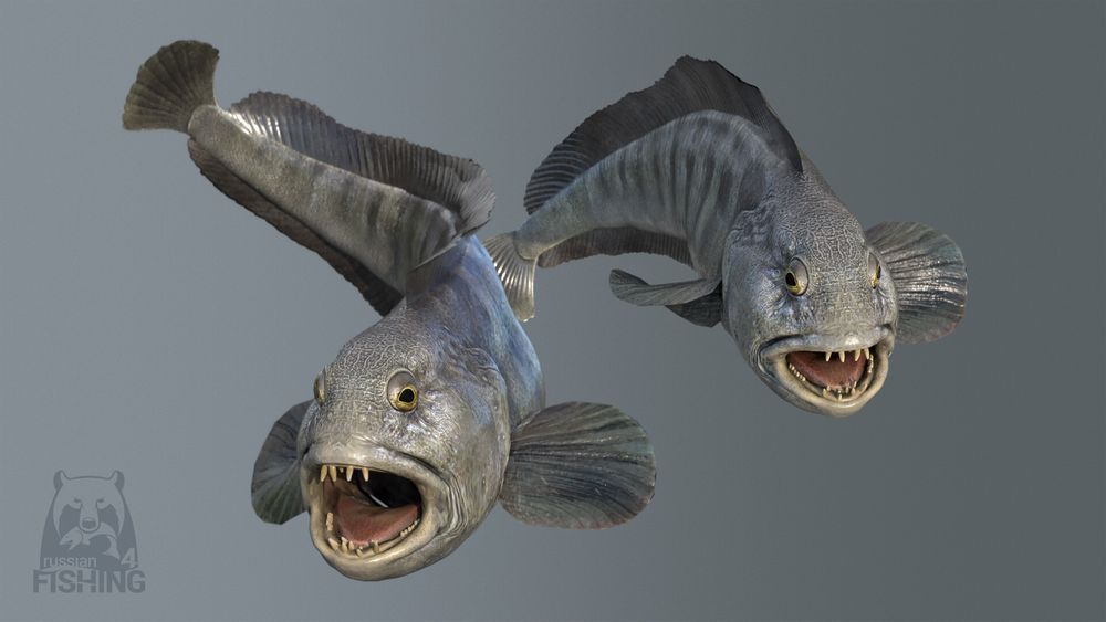 russian-fishing-4 screenshot 55