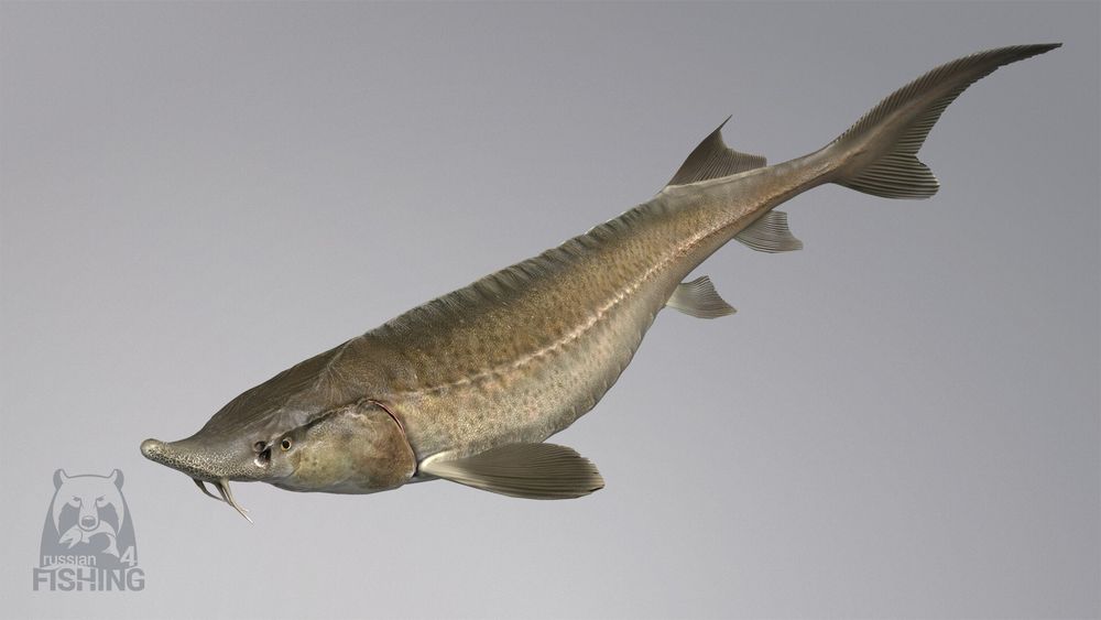 russian-fishing-4 screenshot 54